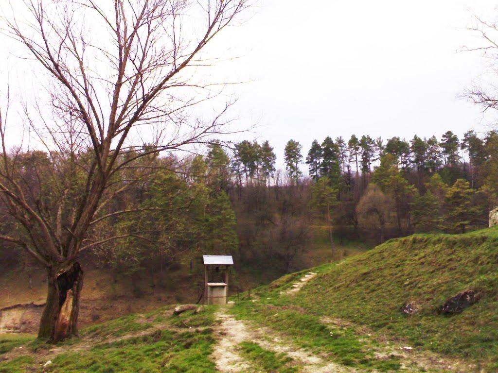 Мушкутинці з panoramio.com - Мушкутинці