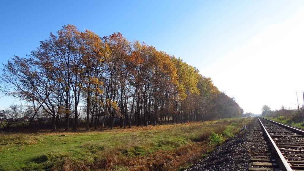 Коломия з panoramio.com - Коломыя
