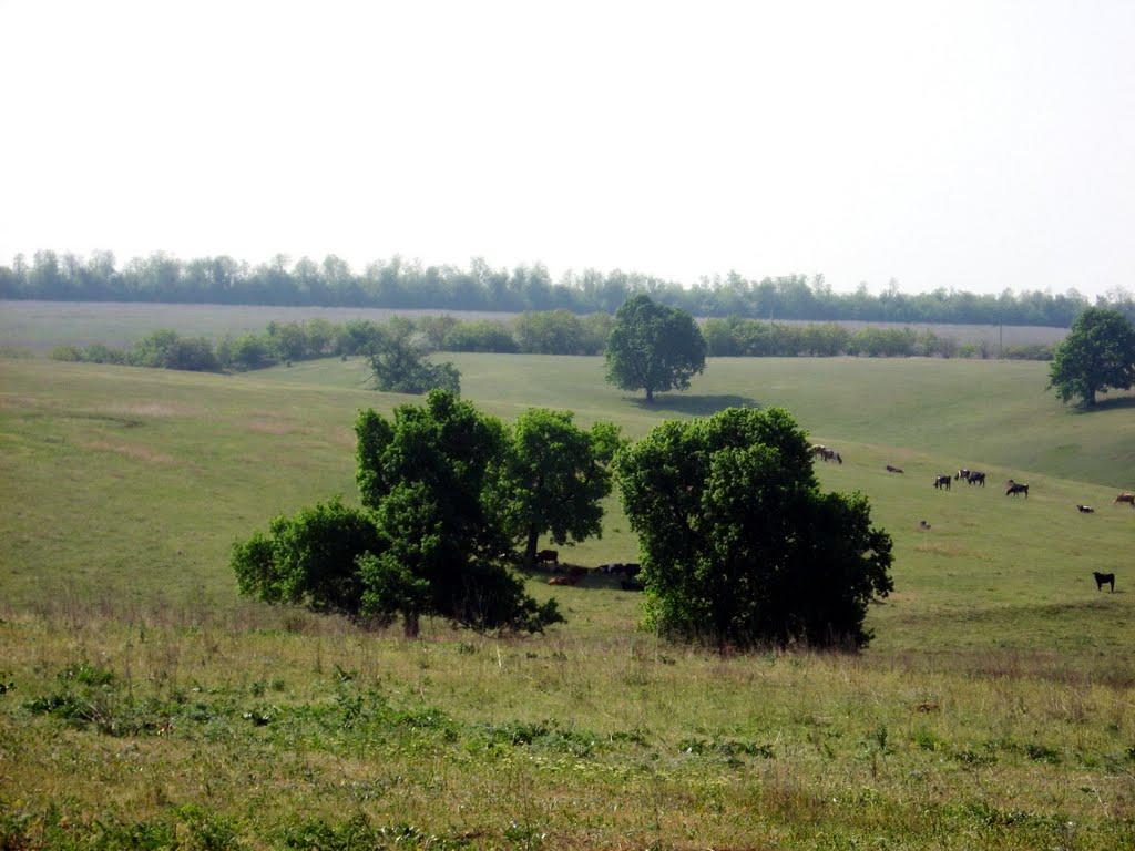 Домниця з panoramio.com - Домница