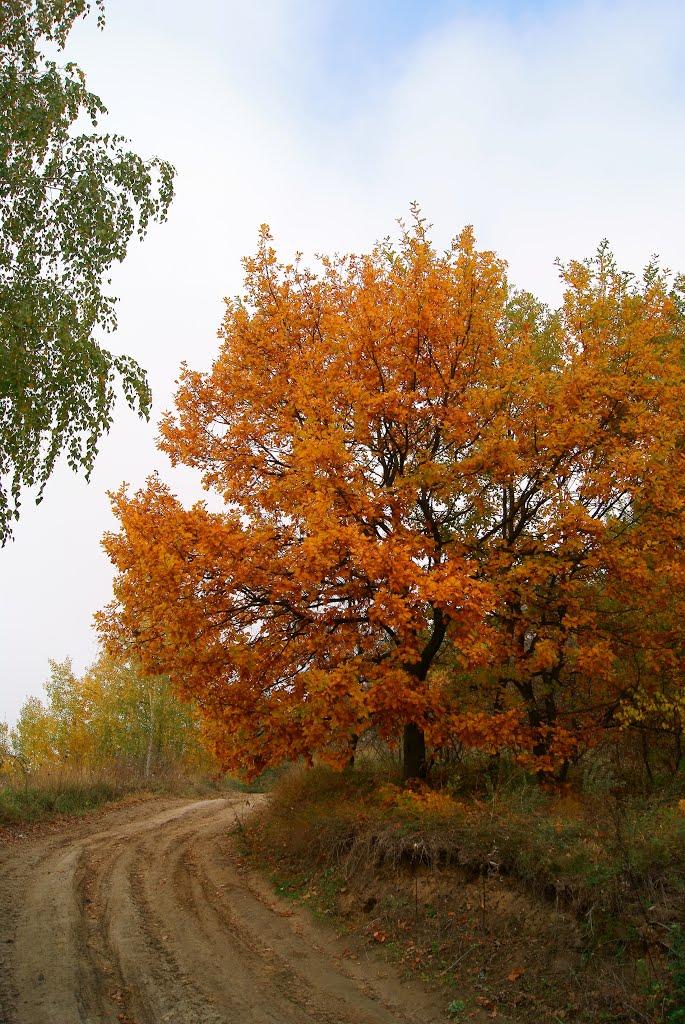 Жуківці з panoramio.com - Zhukivtsi