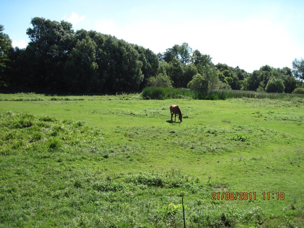 Коричинці з panoramio.com - Коричинці