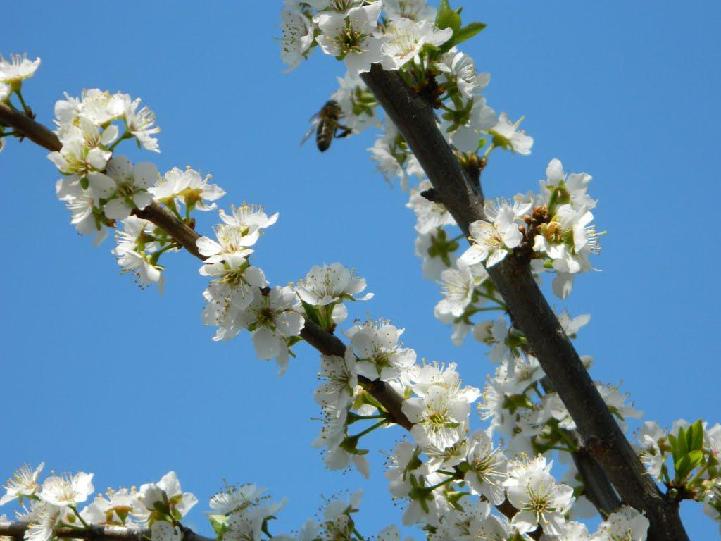 Глушицьке з panoramio.com - Глушицьке