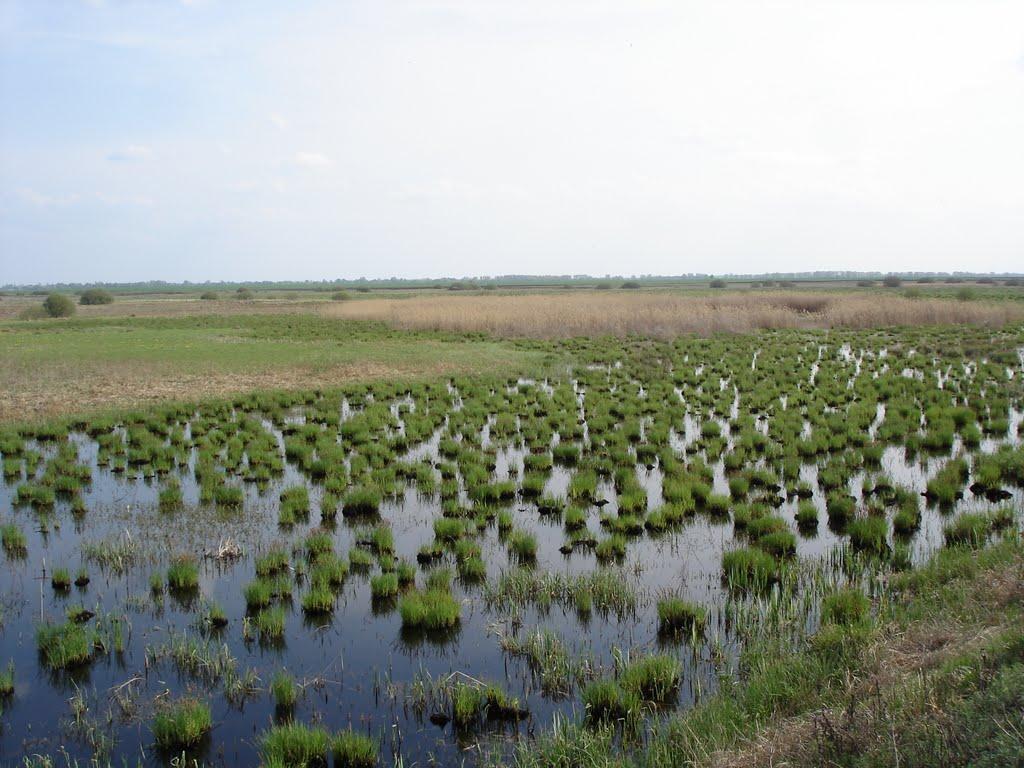 Вишнівське з panoramio.com - Вишнівське