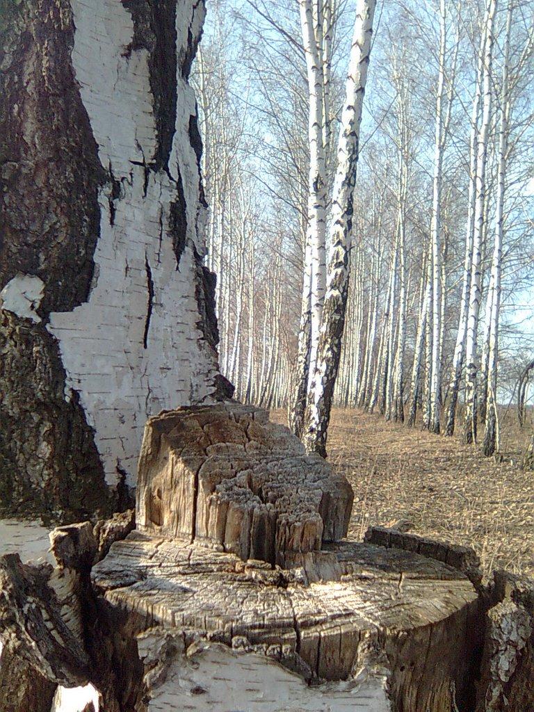 Росоховата з panoramio.com - Росоховата