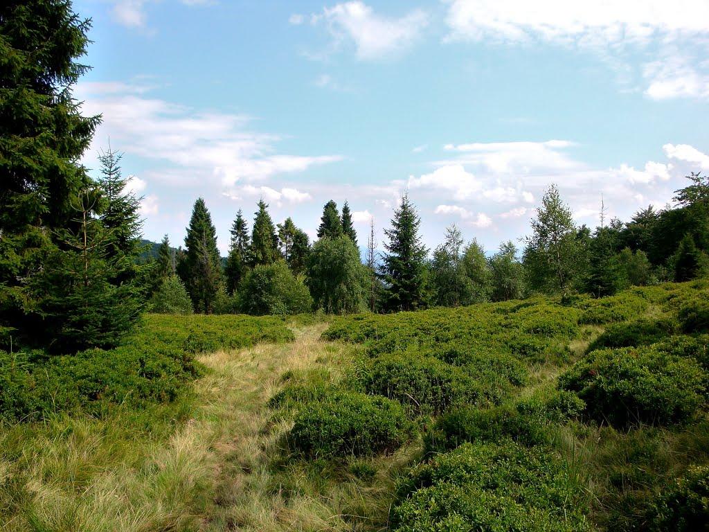 Люта з panoramio.com - Люта