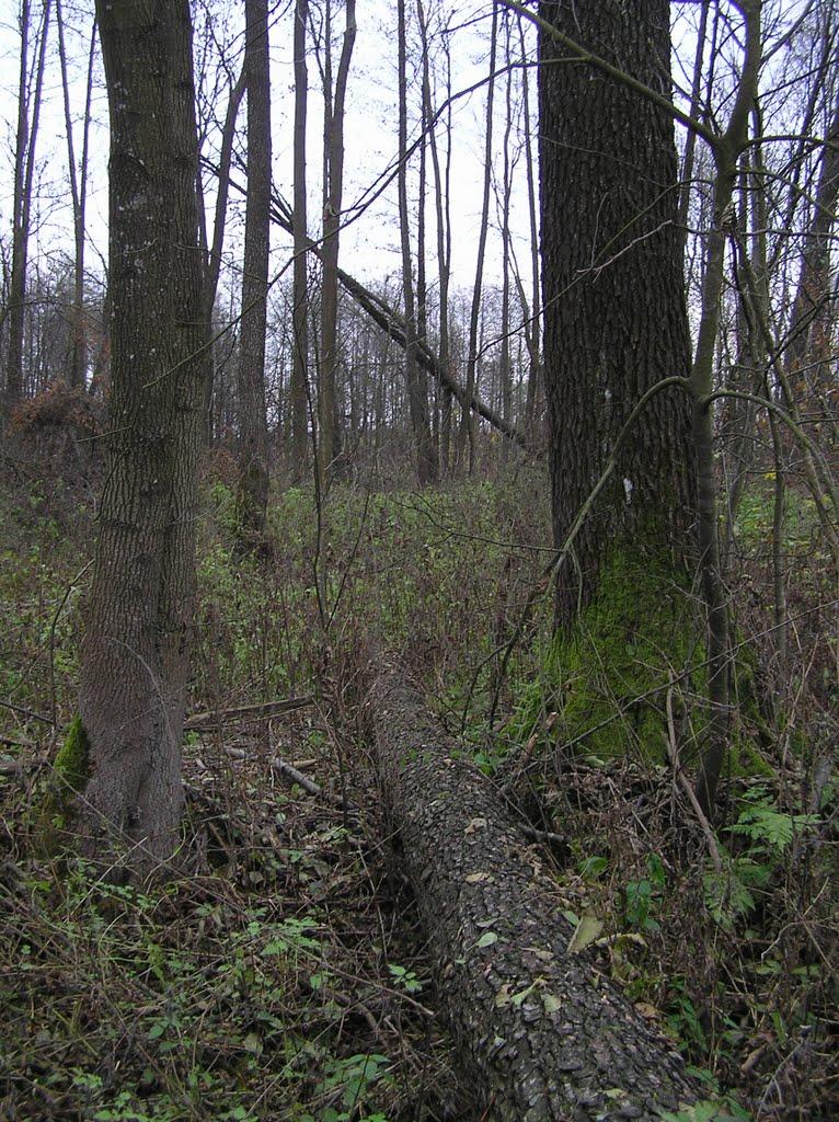 Горщик з panoramio.com - Горщик