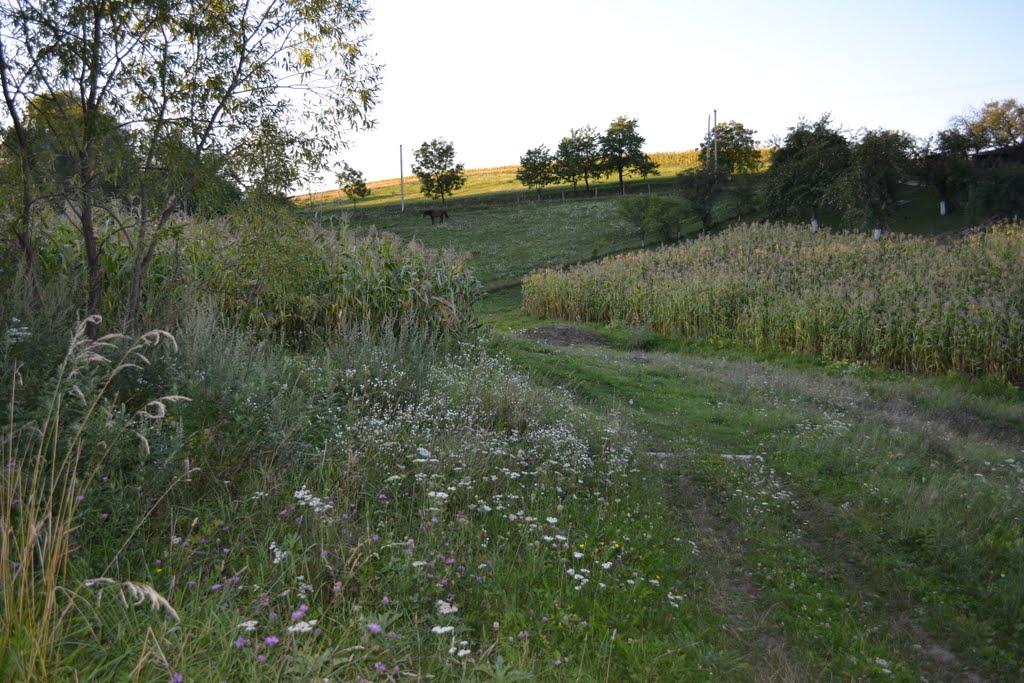 Нові Бросківці з panoramio.com - Нові Бросківці