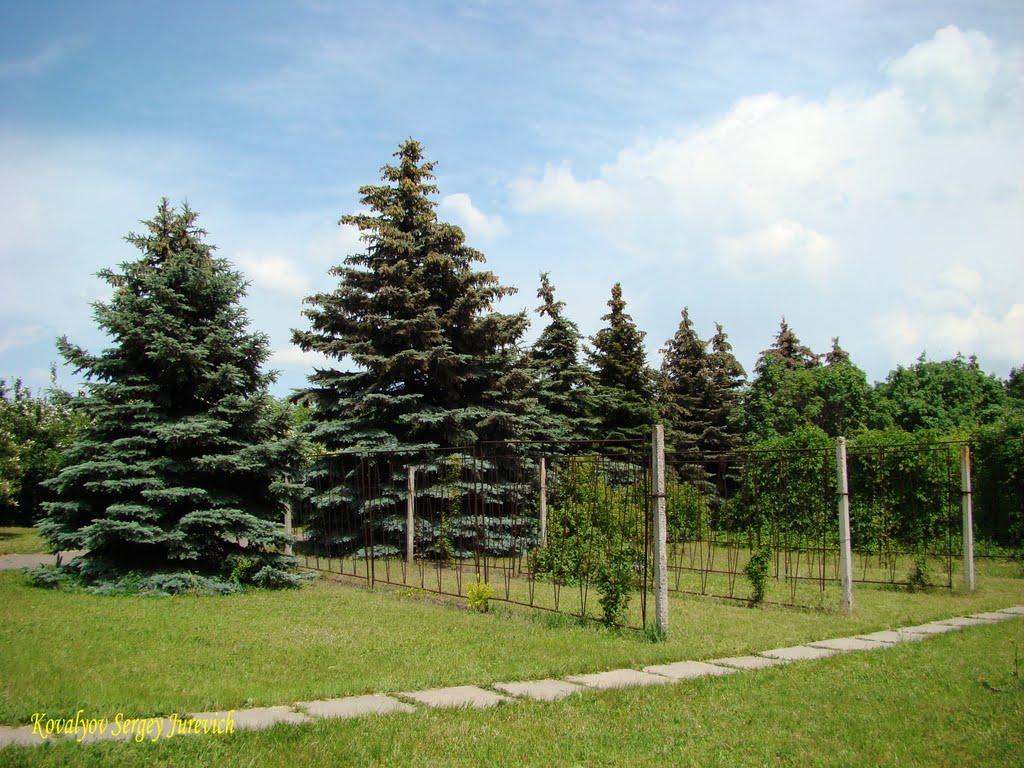 Кам'яне Поле з panoramio.com - Каменное Поле