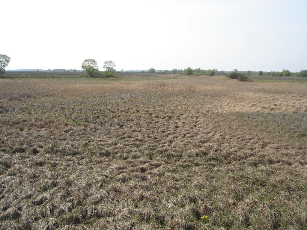 Вишнівське з panoramio.com - Вишнівське