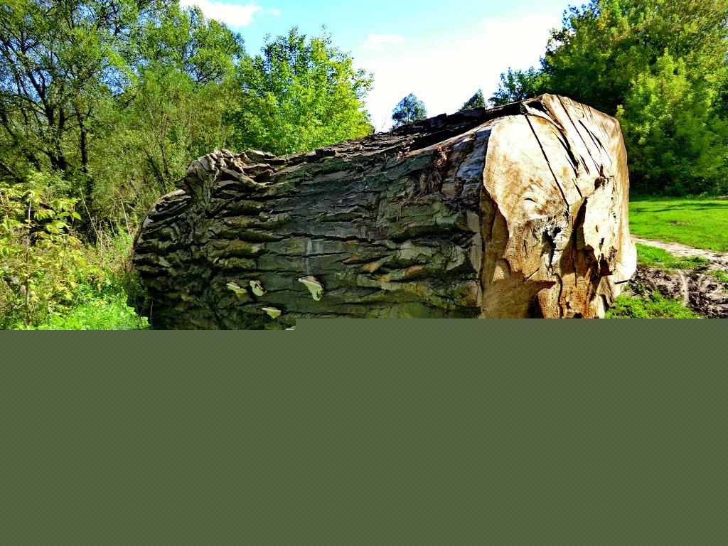 Трапівка з panoramio.com - Траповка