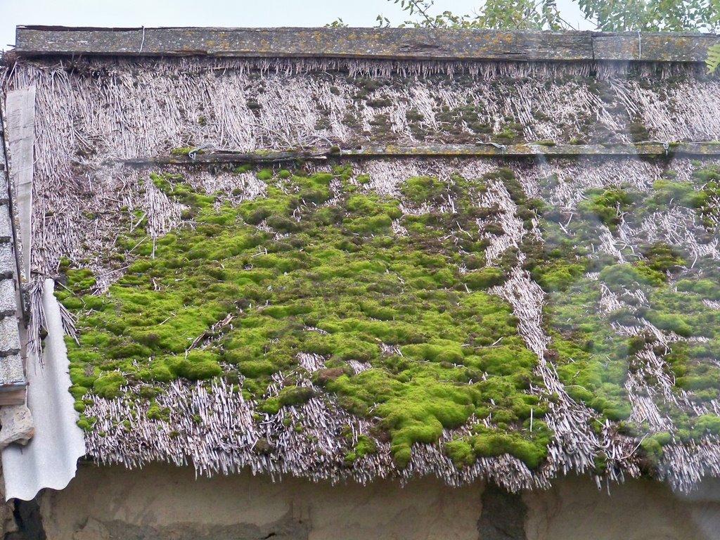 Помазани з panoramio.com - Помазани