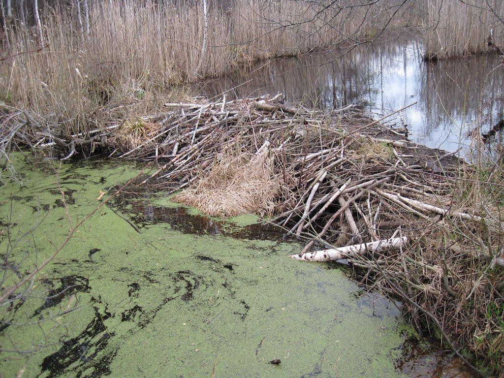 Руденька з panoramio.com - Руденька