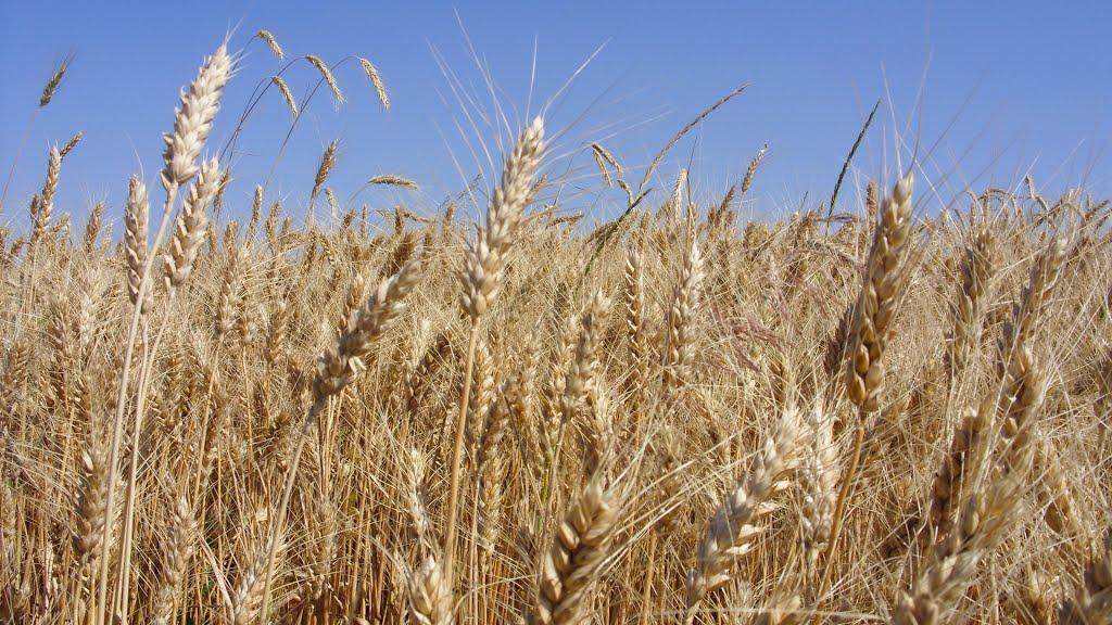 Плавні з panoramio.com - Плавни