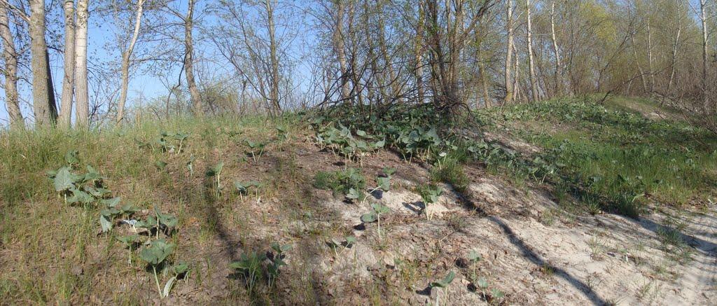 Вітове з panoramio.com - Витово