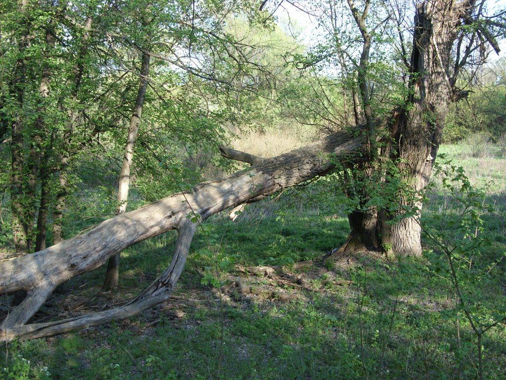 Станично-Луганське з panoramio.com (ч.2) - Станично-Луганское
