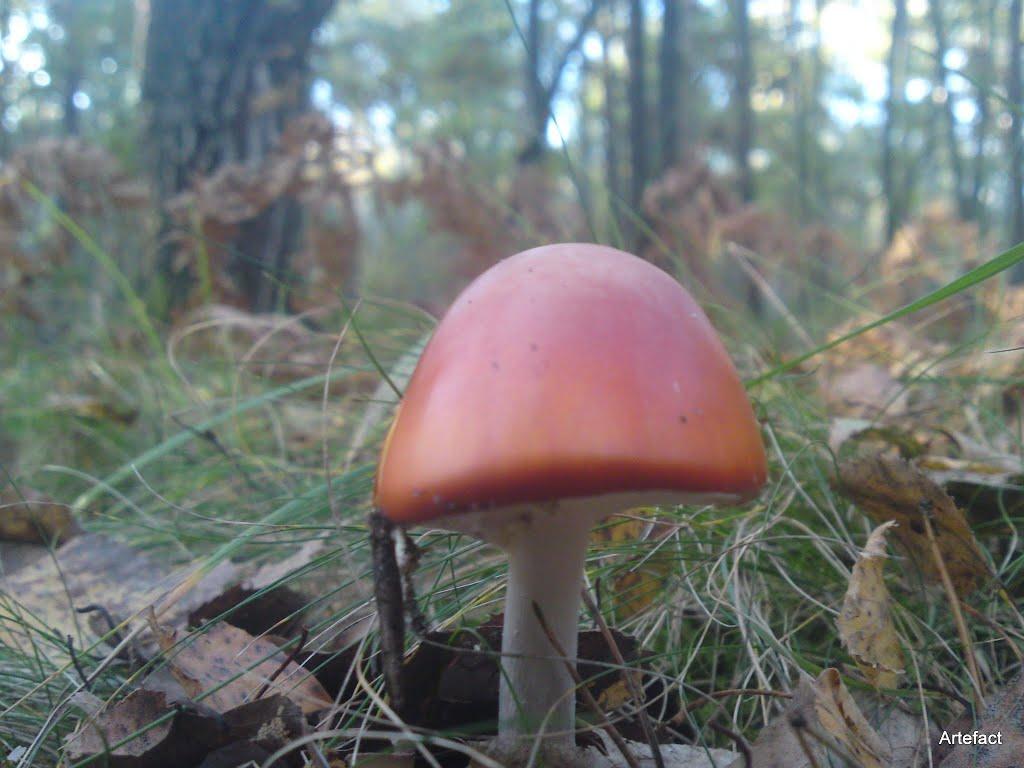 Замисловичі з panoramio.com - Замисловичі