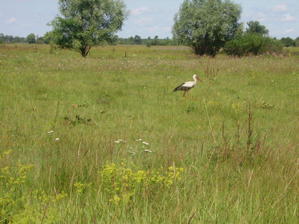 Остер з panoramio.com - Остер