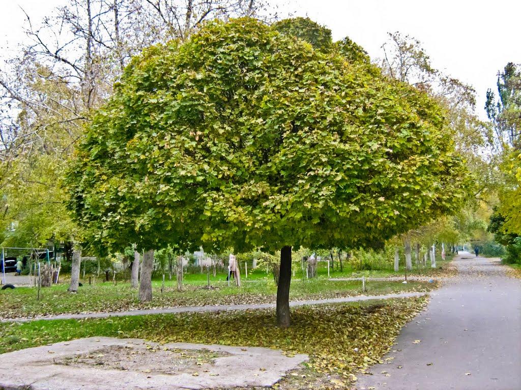 Іллічівське з panoramio.com - Іллічівське