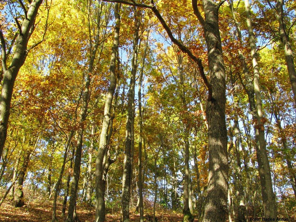 Великий Бичків з panoramio.com - Великий Бичків