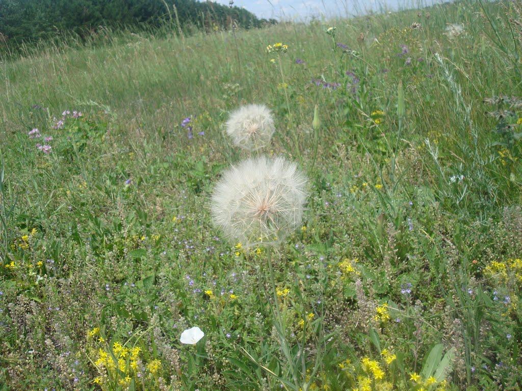Рудківці з panoramio.com