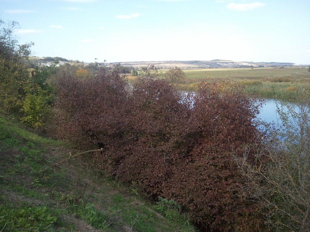 Дворічне з panoramio.com - Дворічне