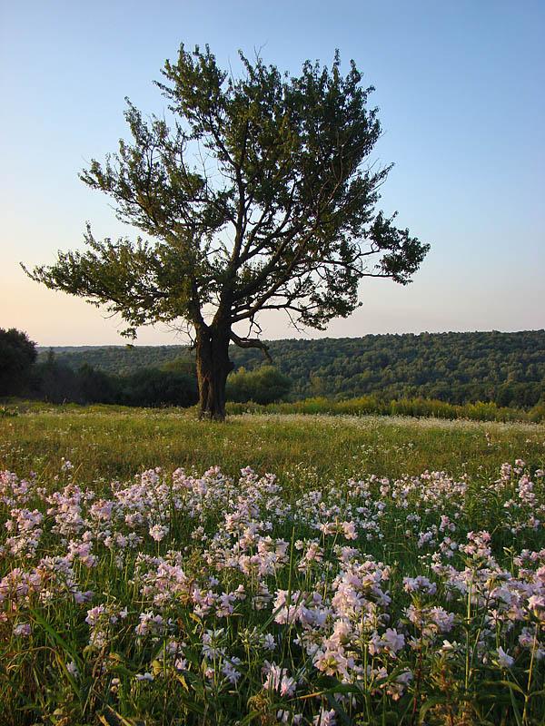 Повча з panoramio.com - Povcha