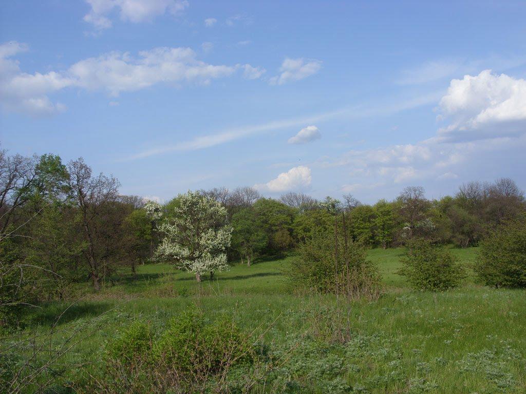 Станично-Луганське з panoramio.com (ч.2) - Станично-Луганское