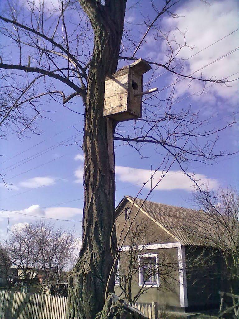 Тамарине з panoramio.com - Тамарине