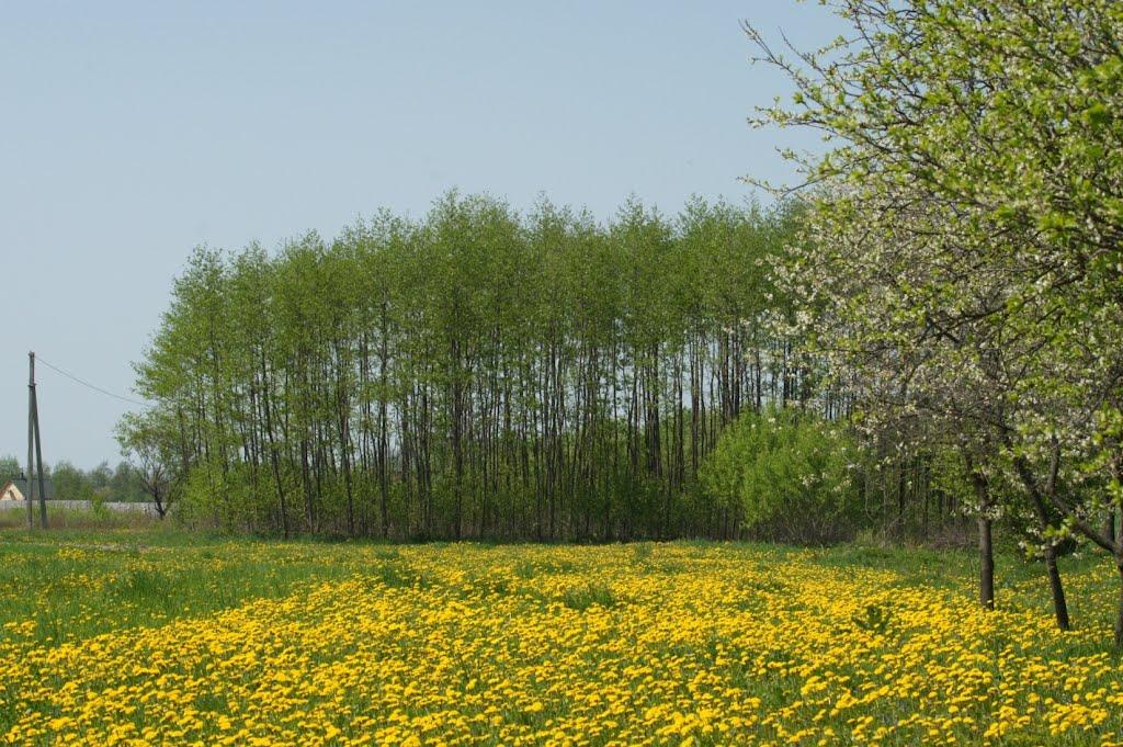 Звози з panoramio.com - Звози