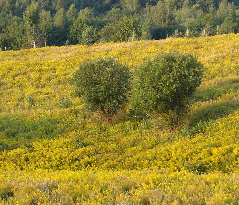 Повча з panoramio.com - Повча