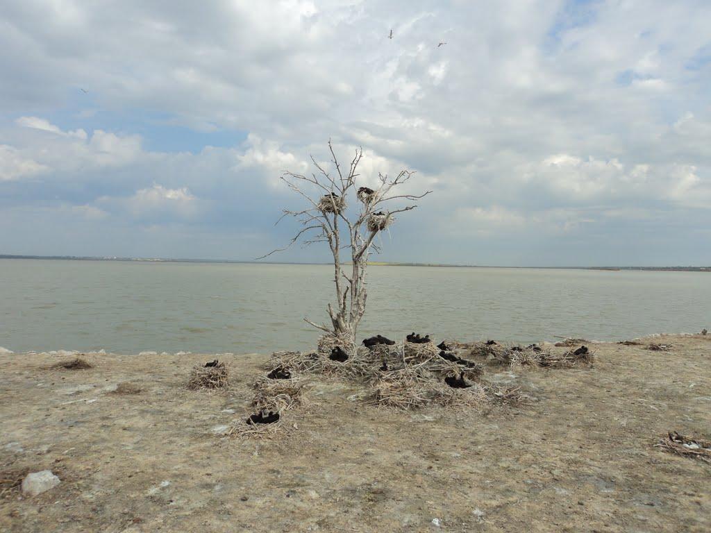 Трапівка з panoramio.com - Трапівка