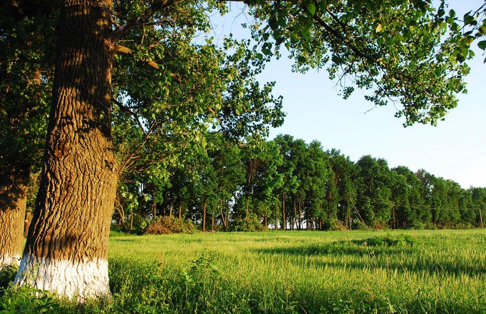 Іванівка з panoramio.com - Іванівка