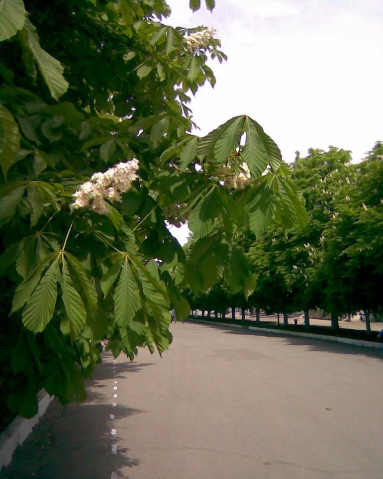 Первомайськ з panoramio.com (ч.2) - Первомайск