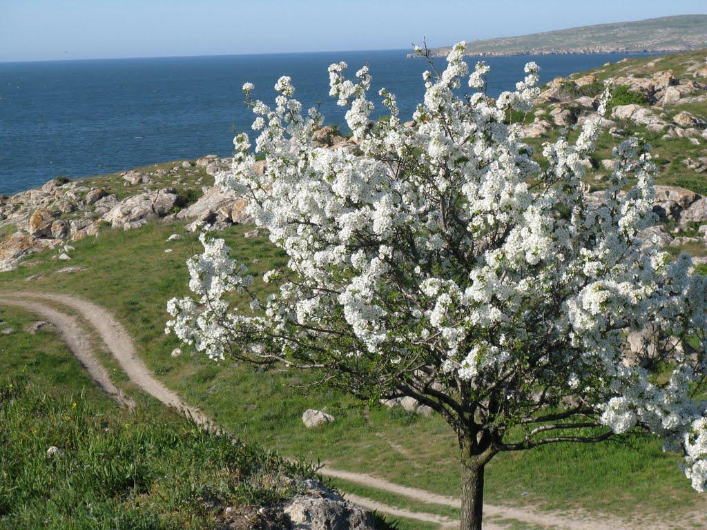 Семенівка з panoramio.com - Семенівка