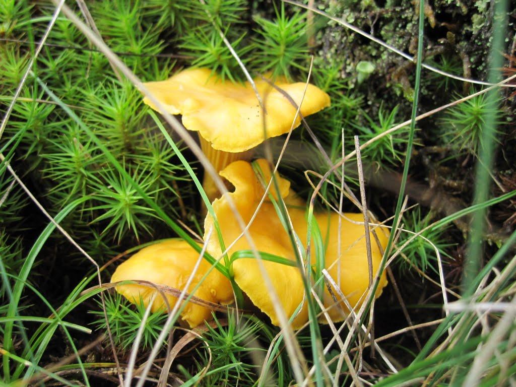 Устеріки з panoramio.com - Устеріки