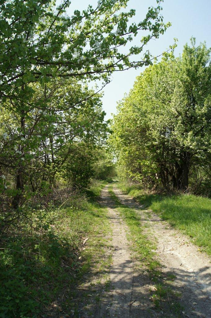 Звози з panoramio.com - Звозы