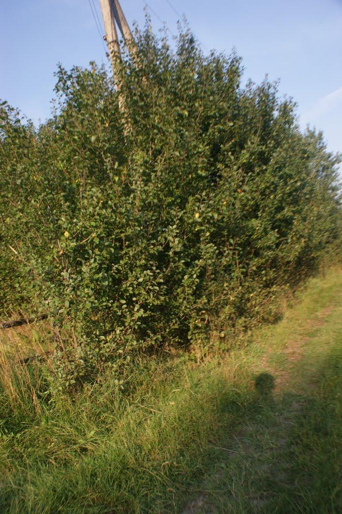 Лебедівка з panoramio.com - Лебедівка