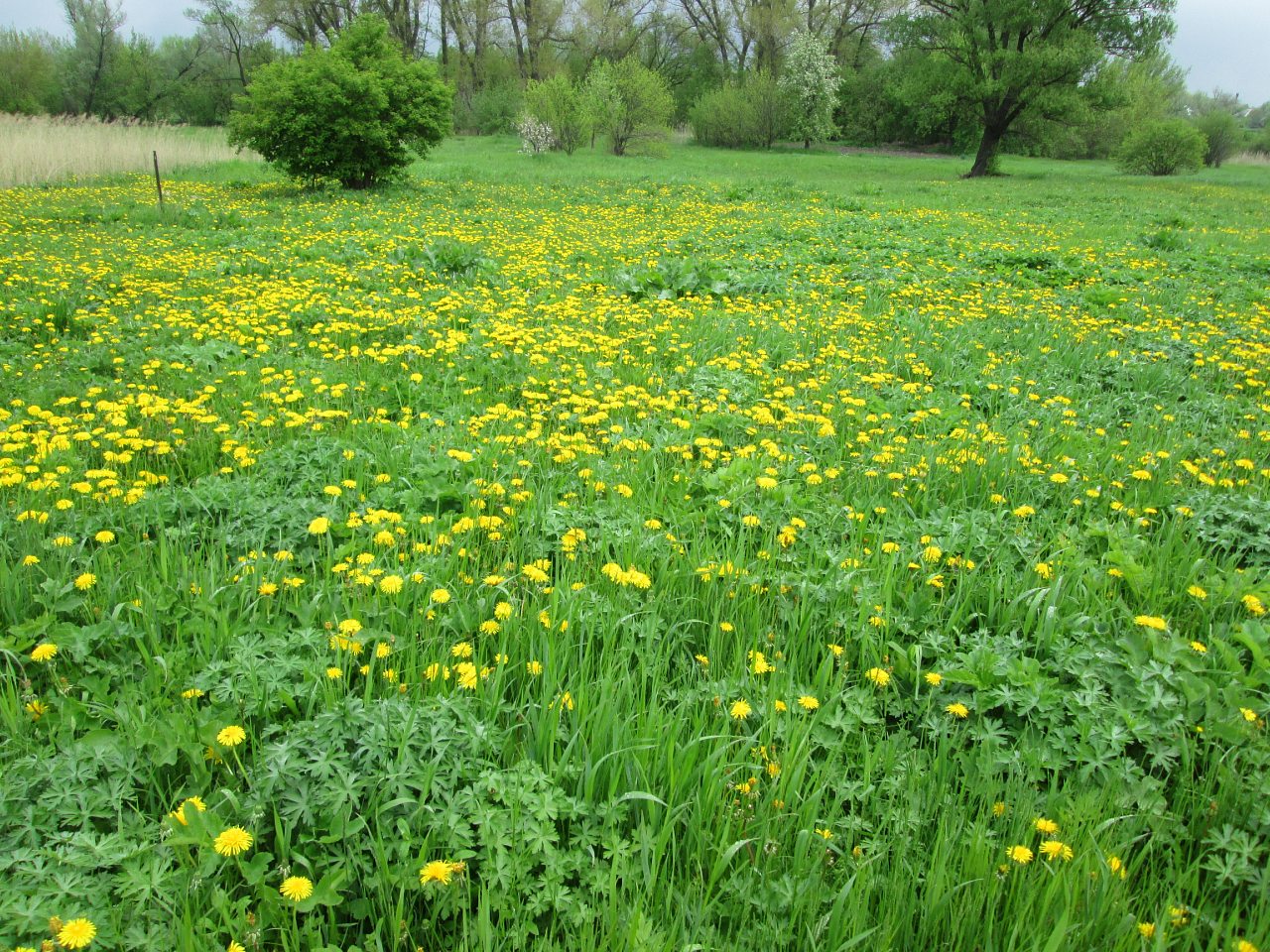 А у нас весна - Новоохтирка