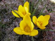 Перегінське з panoramio.com