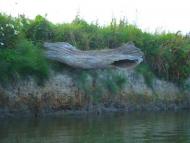 Сокіл з panoramio.com