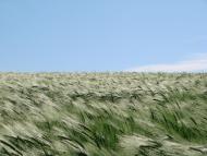 Любашівка - Останні фото