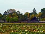 Нівецьке з panoramio.com