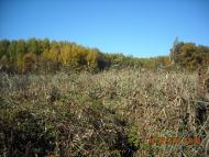 Пришиб з panoramio.com