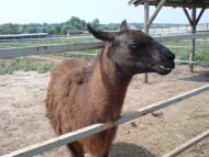 Грузьке з panoramio.com