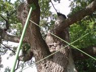 Будище - Останні фото