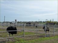 Грузьке з panoramio.com