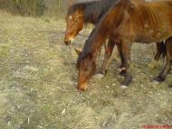 Веряця з panoramio.com