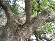 Будище з panoramio.com