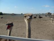 Грузьке з panoramio.com