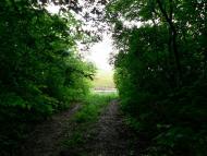 Лепесівка з panoramio.com